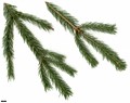 SpeciesSub: subsp. mexicana